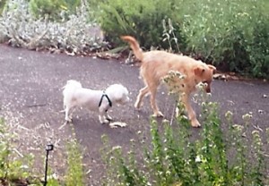 Image of bed-and-breakfast dogs Rosie and Rusty