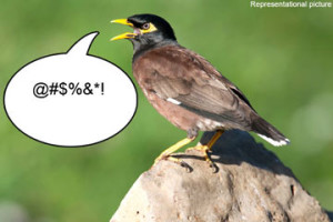 Representational image of myna bird