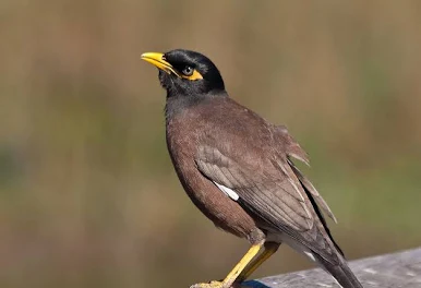 Myna bird